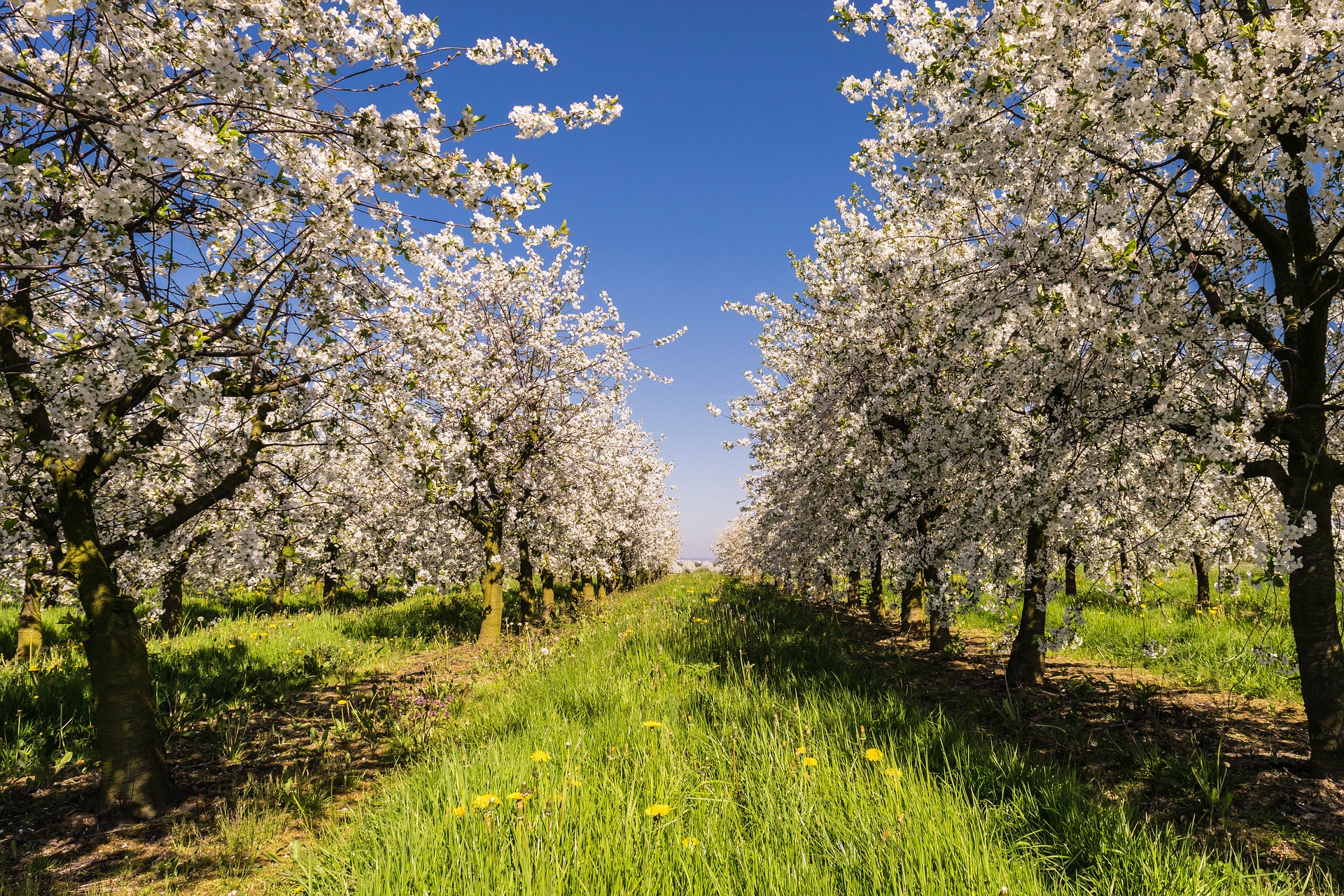 picture of orchard in bloom