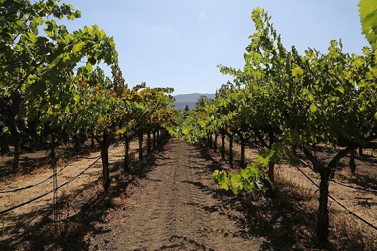 picture of vineyard